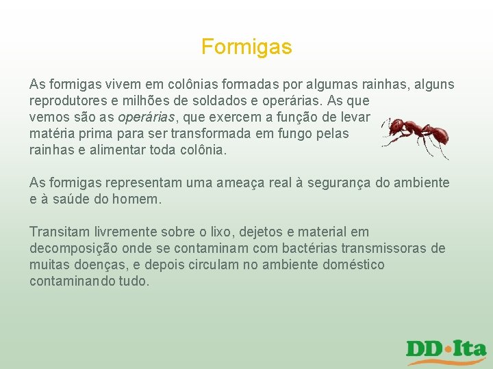 Formigas As formigas vivem em colônias formadas por algumas rainhas, alguns reprodutores e milhões Formigas As formigas vivem em colônias formadas por algumas rainhas, alguns reprodutores e milhões