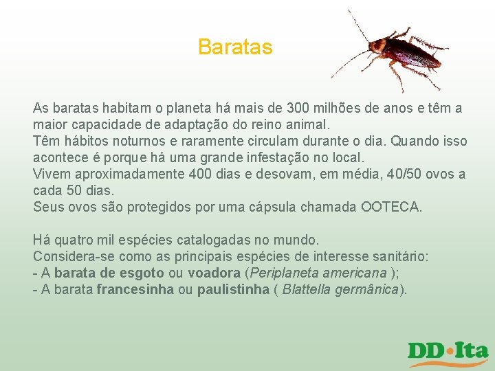 Baratas As baratas habitam o planeta há mais de 300 milhões de anos e Baratas As baratas habitam o planeta há mais de 300 milhões de anos e