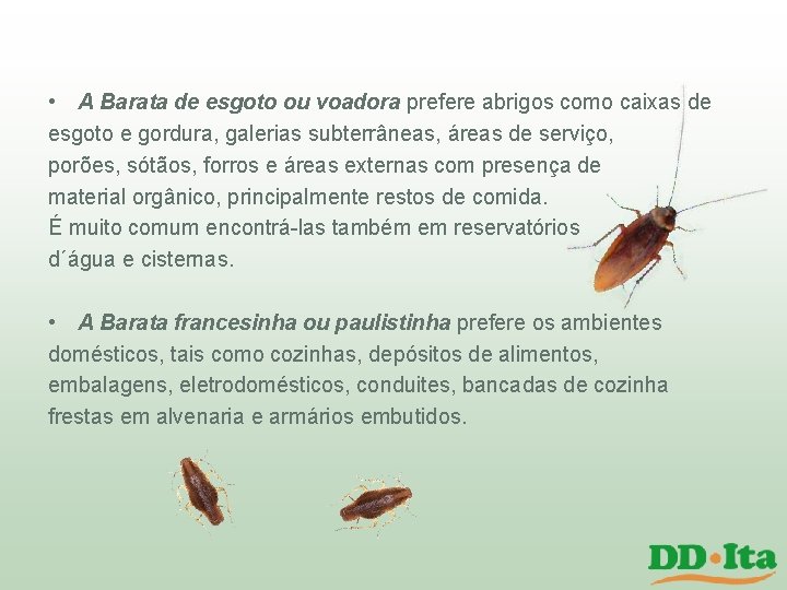 • A Barata de esgoto ou voadora prefere abrigos como caixas de esgoto • A Barata de esgoto ou voadora prefere abrigos como caixas de esgoto