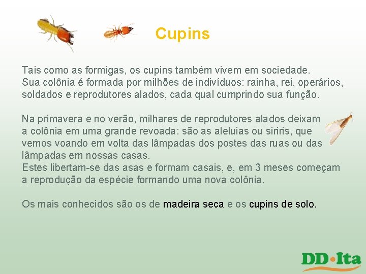 Cupins Tais como as formigas, os cupins também vivem em sociedade. Sua colônia é Cupins Tais como as formigas, os cupins também vivem em sociedade. Sua colônia é