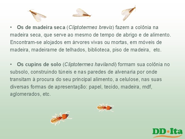 • Os de madeira seca (Cliptotermes brevis) fazem a colônia na madeira seca, • Os de madeira seca (Cliptotermes brevis) fazem a colônia na madeira seca,