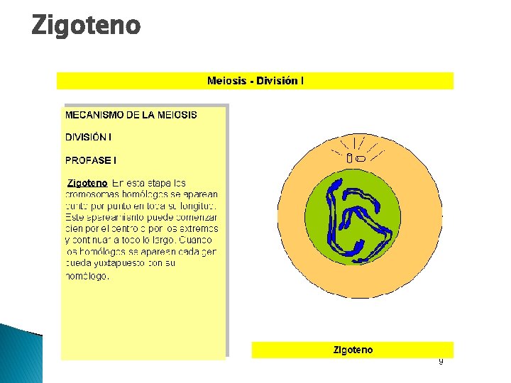 Zigoteno Los cromosomas homólogos se aparean entre sí, fenómeno conocido con el nombre de