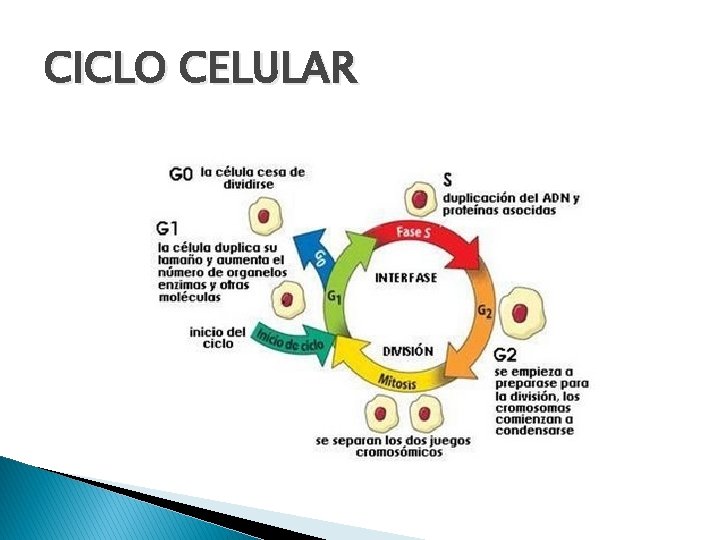 CICLO CELULAR 