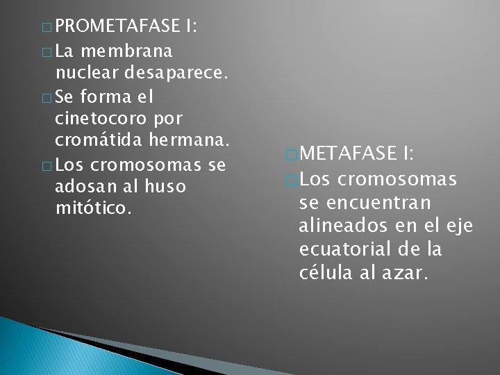 � PROMETAFASE � La I: membrana nuclear desaparece. � Se forma el cinetocoro por