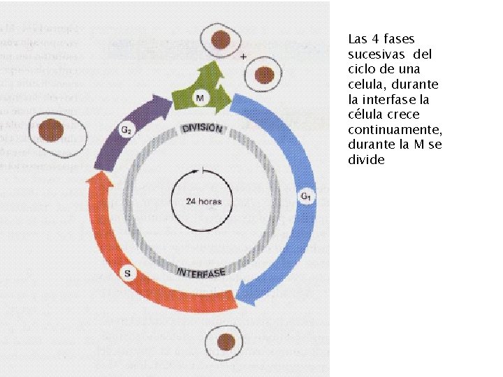Las 4 fases sucesivas del ciclo de una celula, durante la interfase la célula