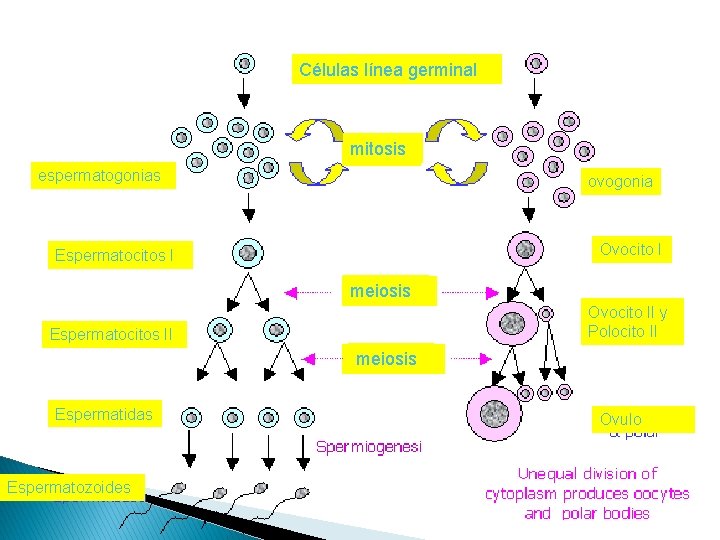 Células línea germinal mitosis espermatogonias ovogonia Ovocito I Espermatocitos I meiosis Ovocito II y
