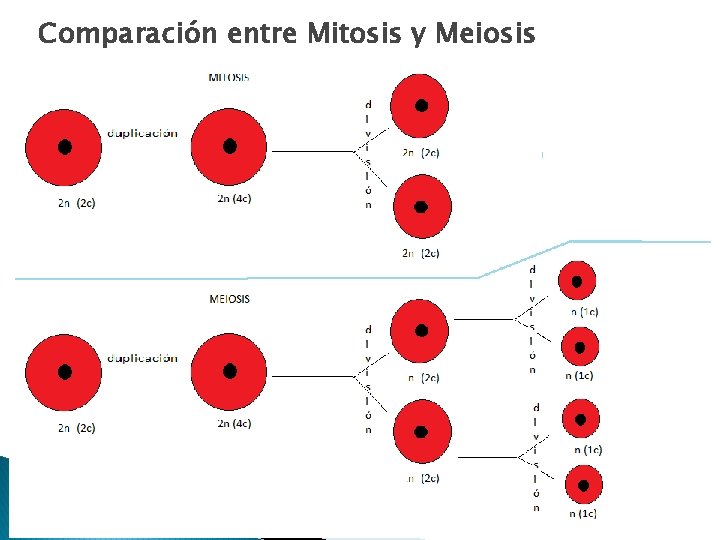 Comparación entre Mitosis y Meiosis 