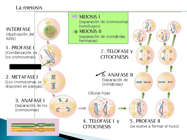 La meiosis MEIOSIS I INTERFASE (duplicación del ADN) 1. PROFASE I (Condensación de los