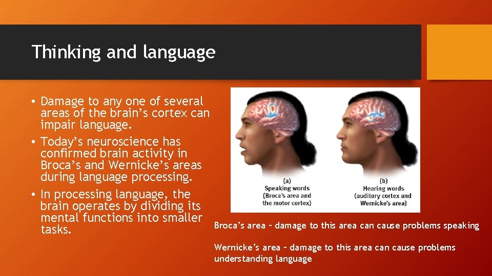 Thinking and language • Damage to any one of several areas of the brain’s