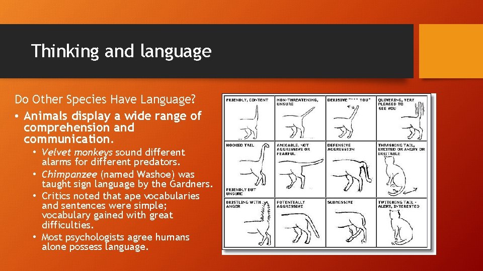 Thinking and language Do Other Species Have Language? • Animals display a wide range