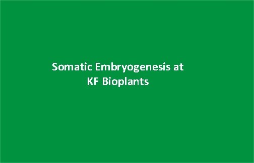 Somatic Embryogenesis at KF Bioplants 
