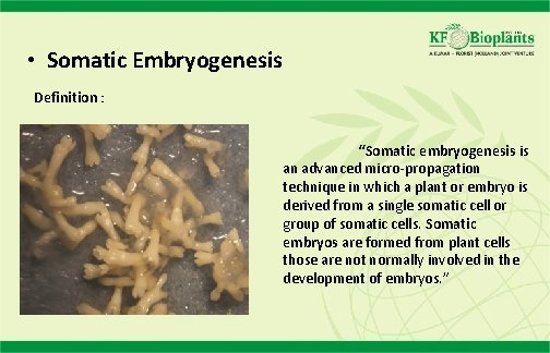  • Somatic Embryogenesis Definition : “Somatic embryogenesis is an advanced micro-propagation technique in