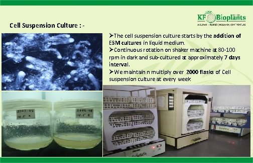 Cell Suspension Culture : ØThe cell suspension culture starts by the addition of ESM