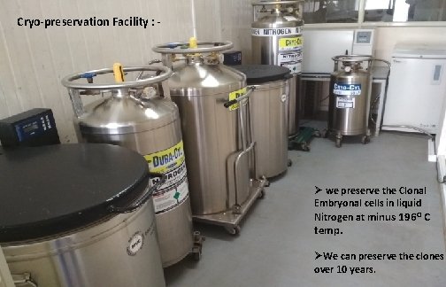 Cryo-preservation Facility : - Ø we preserve the Clonal Embryonal cells in liquid Nitrogen