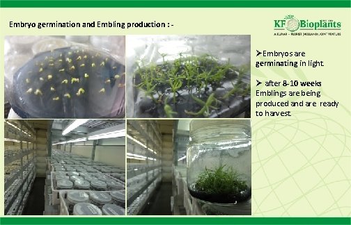 Embryo germination and Embling production : - ØEmbryos are germinating in light. Ø after