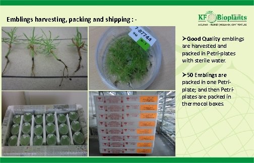 Emblings harvesting, packing and shipping : ØGood Quality emblings are harvested and packed in