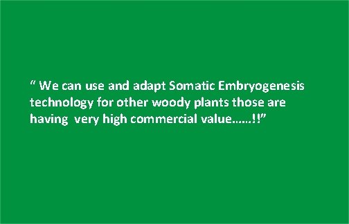“ We can use and adapt Somatic Embryogenesis technology for other woody plants those