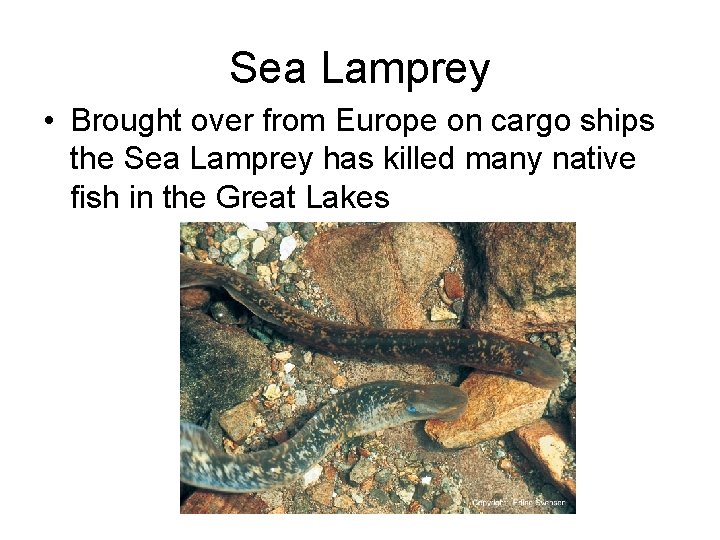 Sea Lamprey • Brought over from Europe on cargo ships the Sea Lamprey has