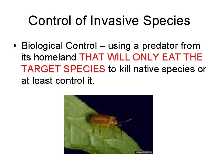Control of Invasive Species • Biological Control – using a predator from its homeland