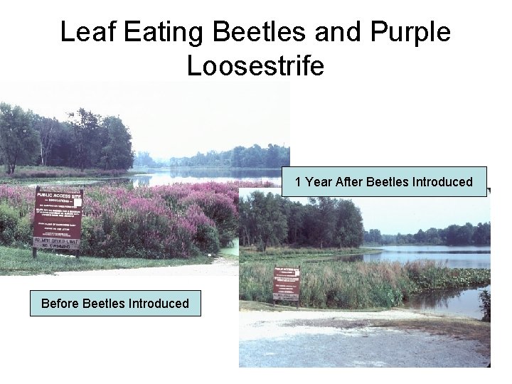 Leaf Eating Beetles and Purple Loosestrife 1 Year After Beetles Introduced Before Beetles Introduced