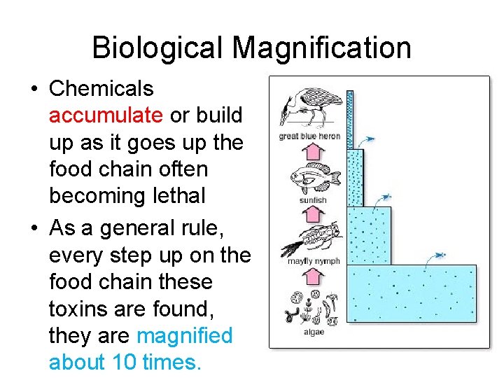 Biological Magnification • Chemicals accumulate or build up as it goes up the food Biological Magnification • Chemicals accumulate or build up as it goes up the food
