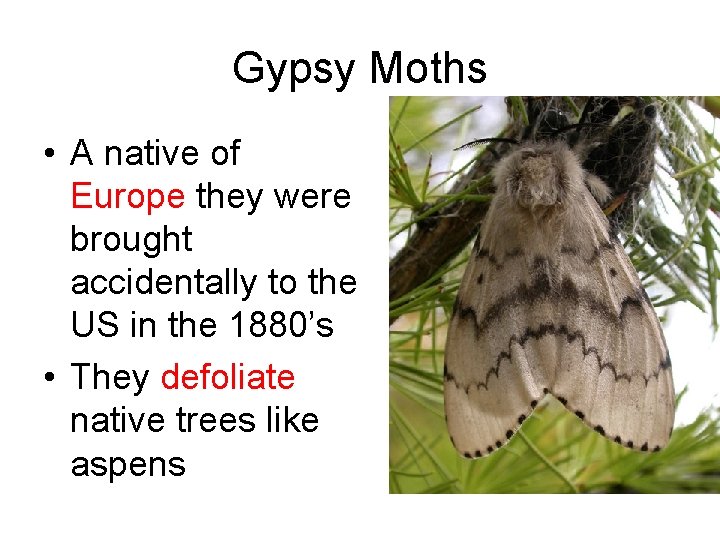 Gypsy Moths • A native of Europe they were brought accidentally to the US Gypsy Moths • A native of Europe they were brought accidentally to the US