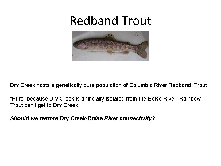 Redband Trout Dry Creek hosts a genetically pure population of Columbia River Redband Trout