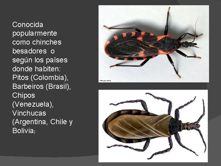 Conocida popularmente como chinches besadores o según los países donde habiten: Pitos (Colombia), Barbeiros