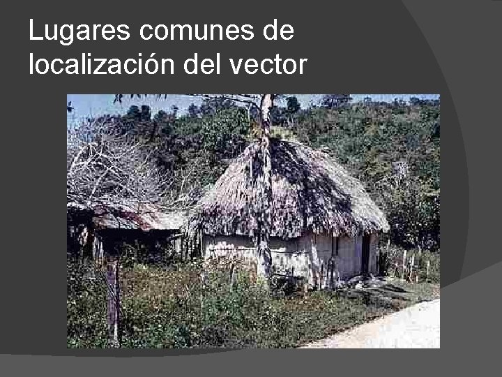 Lugares comunes de localización del vector 