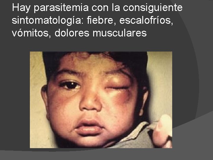 Hay parasitemia con la consiguiente sintomatología: fiebre, escalofríos, vómitos, dolores musculares 