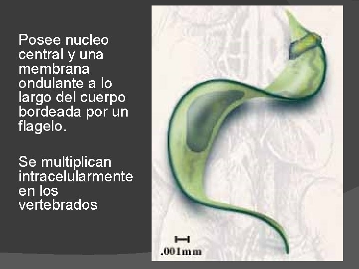 Posee nucleo central y una membrana ondulante a lo largo del cuerpo bordeada por