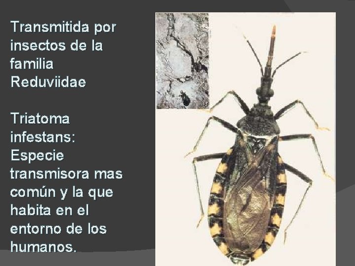 Transmitida por insectos de la familia Reduviidae Triatoma infestans: Especie transmisora mas común y