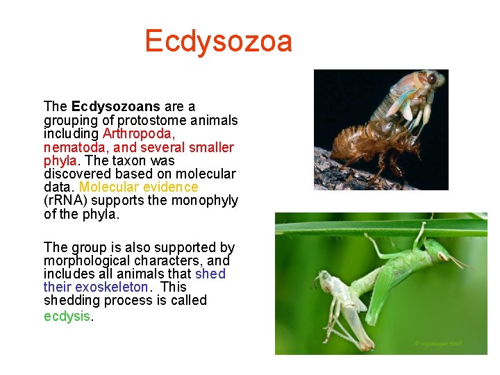 Ecdysozoa The Ecdysozoans are a grouping of protostome animals including Arthropoda, nematoda, and several