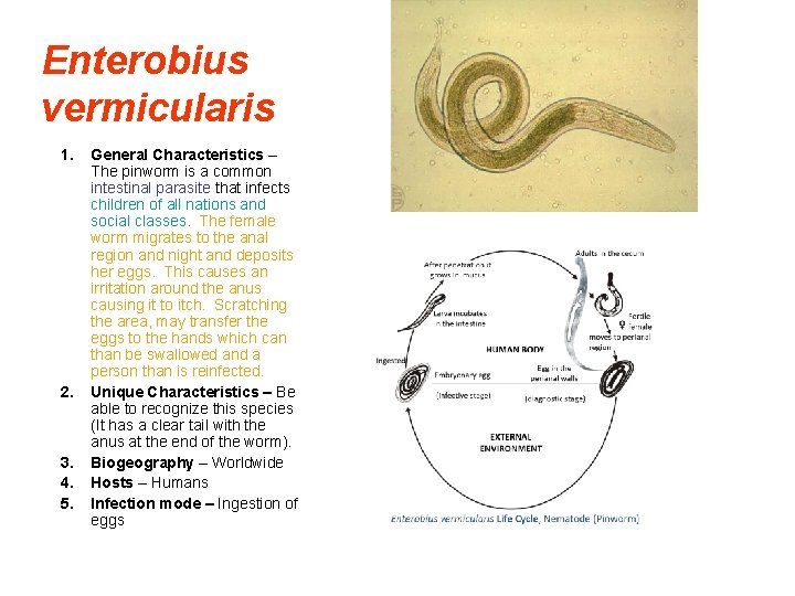 Enterobius vermicularis 1. 2. 3. 4. 5. General Characteristics – The pinworm is a