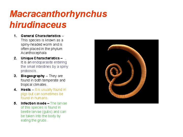 Macracanthorhynchus hirudinaceus 1. 2. 3. 4. 5. General Characteristics – This species is known