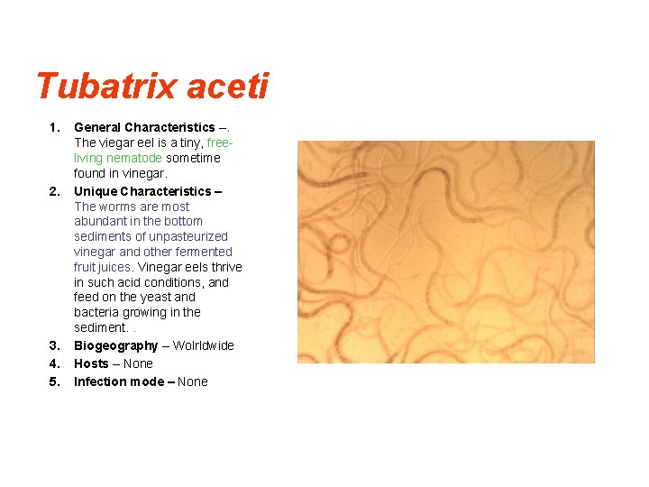 Tubatrix aceti 1. 2. 3. 4. 5. General Characteristics –. The viegar eel is