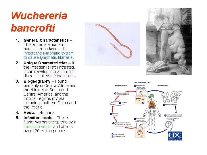 Wuchereria bancrofti 1. 2. 3. 4. 5. General Characteristics – This worm is a
