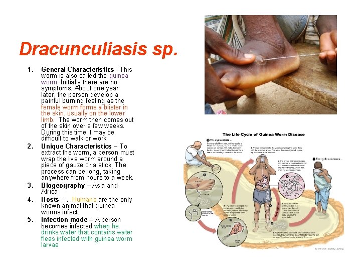 Dracunculiasis sp. 1. 2. 3. 4. 5. General Characteristics –This worm is also called