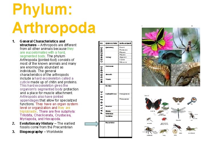 Phylum: Arthropoda 1. 2. 3. General Characteristics and structures – Arthropods are different from