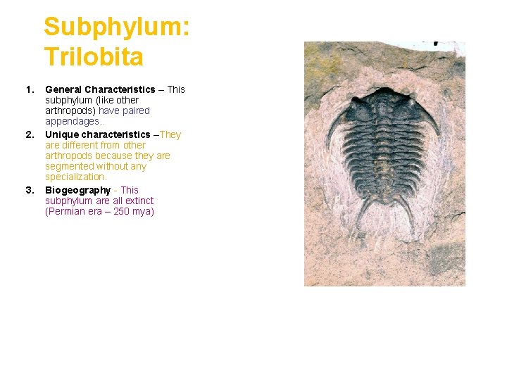 Subphylum: Trilobita 1. 2. 3. General Characteristics – This subphylum (like other arthropods) have