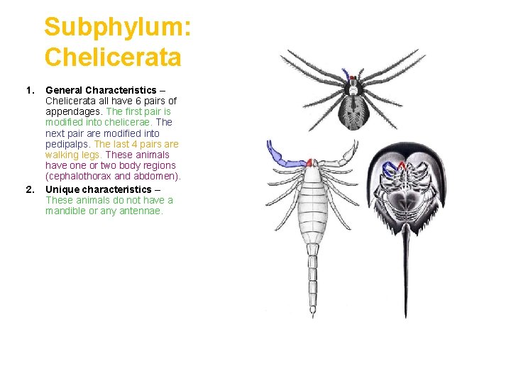 Subphylum: Chelicerata 1. 2. General Characteristics – Chelicerata all have 6 pairs of appendages.