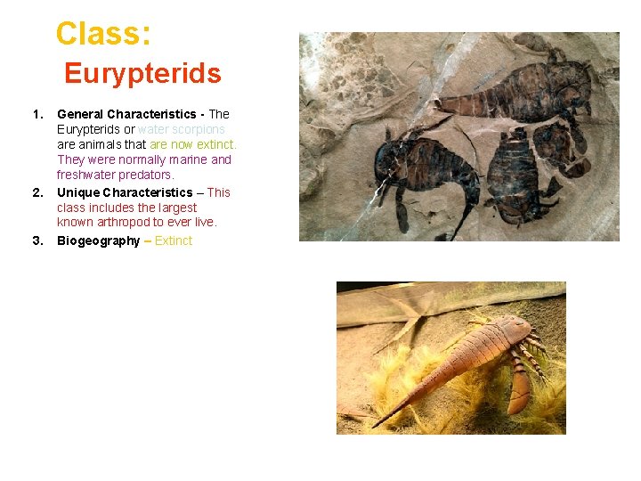 Class: Eurypterids 1. 2. 3. General Characteristics - The Eurypterids or water scorpions are