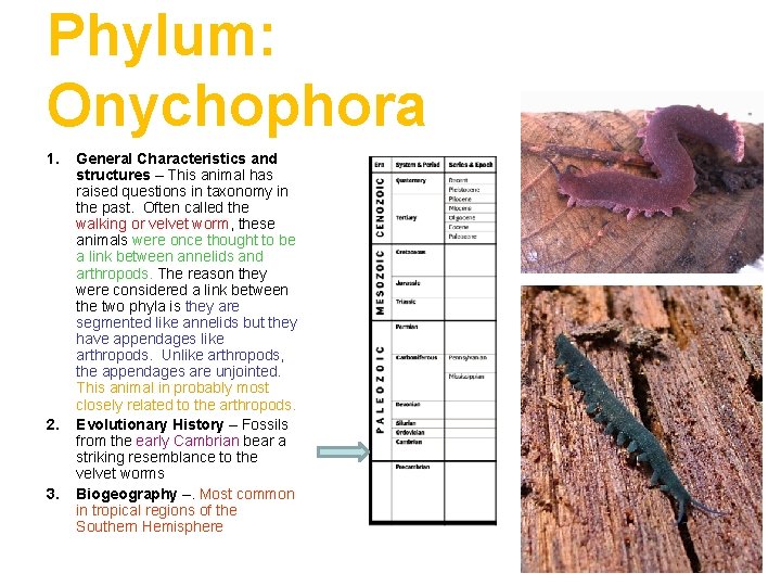 Phylum: Onychophora 1. 2. 3. General Characteristics and structures – This animal has raised