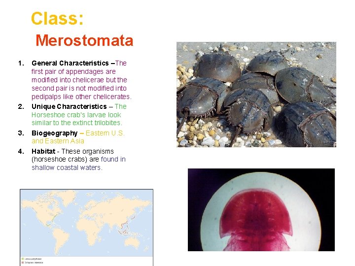 Class: Merostomata 1. 2. 3. 4. General Characteristics –The first pair of appendages are