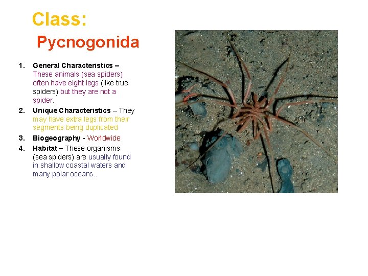 Class: Pycnogonida 1. 2. 3. 4. General Characteristics – These animals (sea spiders) often