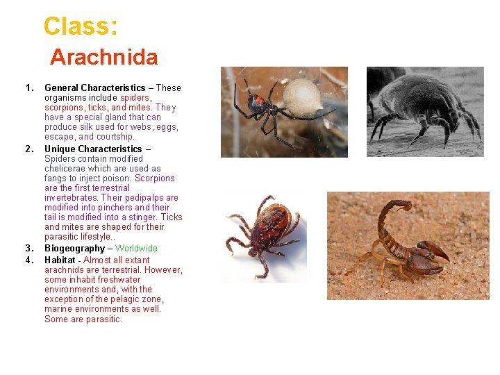 Class: Arachnida 1. 2. 3. 4. General Characteristics – These organisms include spiders, scorpions,