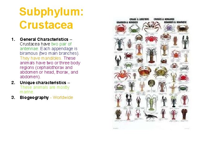 Subphylum: Crustacea 1. 2. 3. General Characteristics – Crustacea have two pair of antennae.