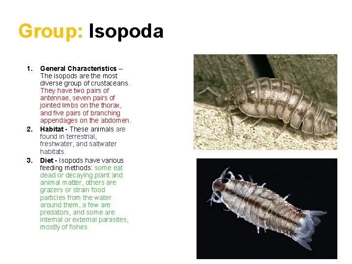 Group: Isopoda 1. 2. 3. General Characteristics – The isopods are the most diverse
