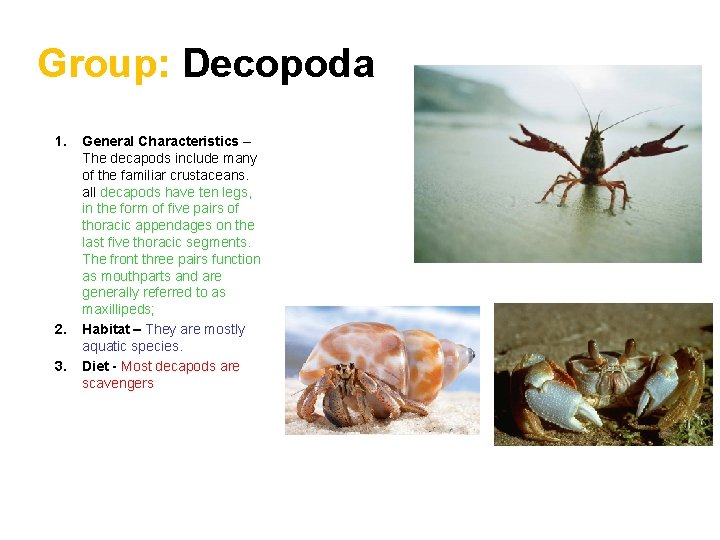 Group: Decopoda 1. 2. 3. General Characteristics – The decapods include many of the