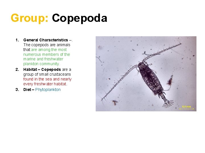 Group: Copepoda 1. 2. 3. General Characteristics –. The copepods are animals that are